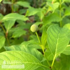 #3 Cephalanthus Occ Crimson Comet/ Buttonbush Native (TN)