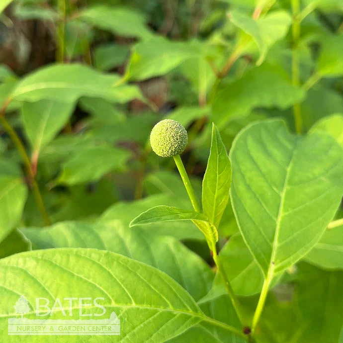 #3 Cephalanthus Occ Crimson Comet/ Buttonbush Native (TN) 3 #3 Cephalanthus Occ Crimson Comet/ Buttonbush Native (TN)