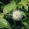 #3 Cephalanthus Occ Magical Moonlight/ Buttonbush Native (TN) 1 #3 Cephalanthus Occ Magical Moonlight/ Buttonbush Native (TN) -ANZ Trees Shop 3 cephalanthus occ magical moonlight buttonbush na