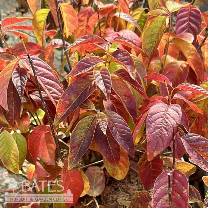 #3 Cephalanthus Occ Sugar Shack/ Dwarf Buttonbush Native (TN) 4 #3 Cephalanthus Occ Sugar Shack/ Dwarf Buttonbush Native (TN) - Image 2