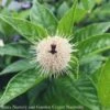 #3 Cephalanthus Occ Sugar Shack/ Dwarf Buttonbush Native (TN) 2 #3 Cephalanthus Occ Sugar Shack/ Dwarf Buttonbush Native (TN) -ANZ Trees Shop 3 cephalanthus occ sugar shack dwarf buttonbush na