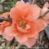 #3 Chaenomeles Speciosa PW Double Take Peach Storm/ Flowering Quince 2 #3 Chaenomeles Speciosa PW Double Take Peach Storm/ Flowering Quince -ANZ Trees Shop 3 chaenomeles speciosa pw double take peach storm