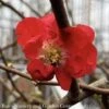 #3 Chaenomeles Speciosa PW Double Take Scarlet Storm/ Flowering Quince 1 #3 Chaenomeles Speciosa PW Double Take Scarlet Storm/ Flowering Quince -ANZ Trees Shop 3 chaenomeles speciosa pw double take scarlet stor