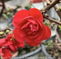 #3 Chaenomeles Speciosa PW Double Take Scarlet Storm/ Flowering Quince -ANZ Trees Shop 3 chaenomeles speciosa pw double take scarlet stor 2