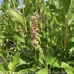 #3 Clethra Alnifolia Ruby Spice/ Pink Summersweet Native (TN) -ANZ Trees Shop 3 clethra alnifolia ruby spice pink summersweet na 2