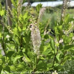 #3 Clethra Alnifolia Ruby Spice/ Pink Summersweet Native (TN)