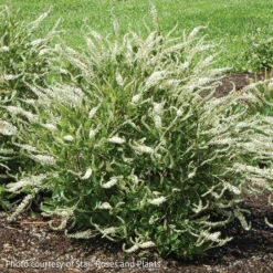 #3 Clethra Alnifolia Summer Sparkler/ White Compact Summersweet Native (TN) -ANZ Trees Shop 3 clethra alnifolia summer sparkler white compact 1