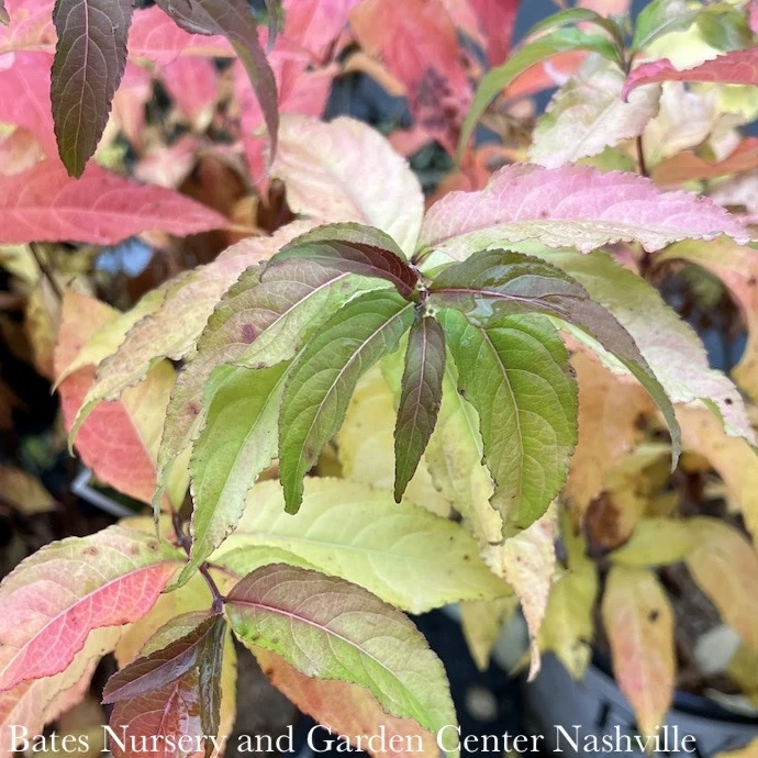 #3 Diervilla X PW Kodiak 'Fresh' 4 #3 Diervilla X PW Kodiak 'Fresh' - Image 2