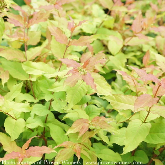 #3 Diervilla X PW Kodiak 'Fresh' 3 #3 Diervilla X PW Kodiak 'Fresh'