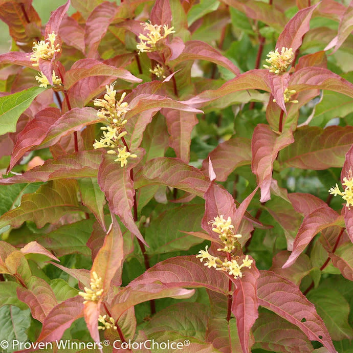 #3 Diervilla X PW Kodiak 'Orange' 3 #3 Diervilla X PW Kodiak 'Orange'