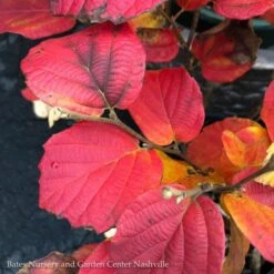 #3 Fothergilla X Mt. Airy/ Witch Alder -ANZ Trees Shop 3 fothergilla x mt airy witch alder 1
