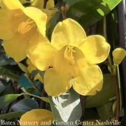 #3 Gelsemium Sempervirens/ Carolina Jessamine, Jasmine Native (TN) 7 #3 Gelsemium Sempervirens/ Carolina Jessamine, Jasmine Native (TN) -ANZ Trees Shop 3 gelsemium sempervirens carolina jessamine jasmin 2