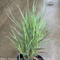 #3 Grass Panicum Virg PW Cheyenne Sky/ Switch Native (TN) -ANZ Trees Shop 3 grass panicum virg pw cheyenne sky switch native 2