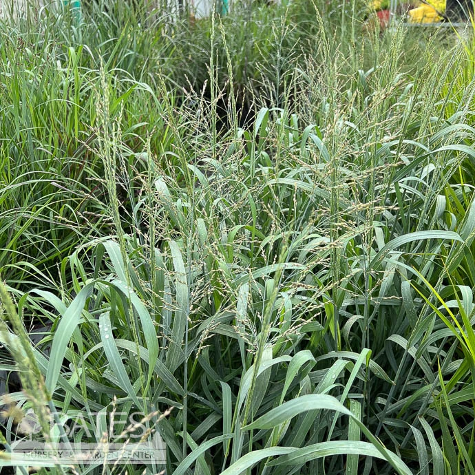#3 Grass Panicum Virg PW Niagara Falls/ Switch Native (TN) 4 #3 Grass Panicum Virg PW Niagara Falls/ Switch Native (TN) - Image 2