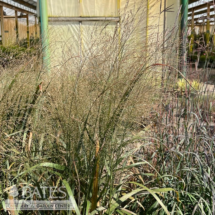 #3 Grass Panicum Virg Thundercloud/ Switch Native (TN) 4 #3 Grass Panicum Virg Thundercloud/ Switch Native (TN) - Image 2