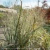 #3 Grass Panicum Virg Thundercloud/ Switch Native (TN) 2 #3 Grass Panicum Virg Thundercloud/ Switch Native (TN) -ANZ Trees Shop 3 grass panicum virg thundercloud switch native tn