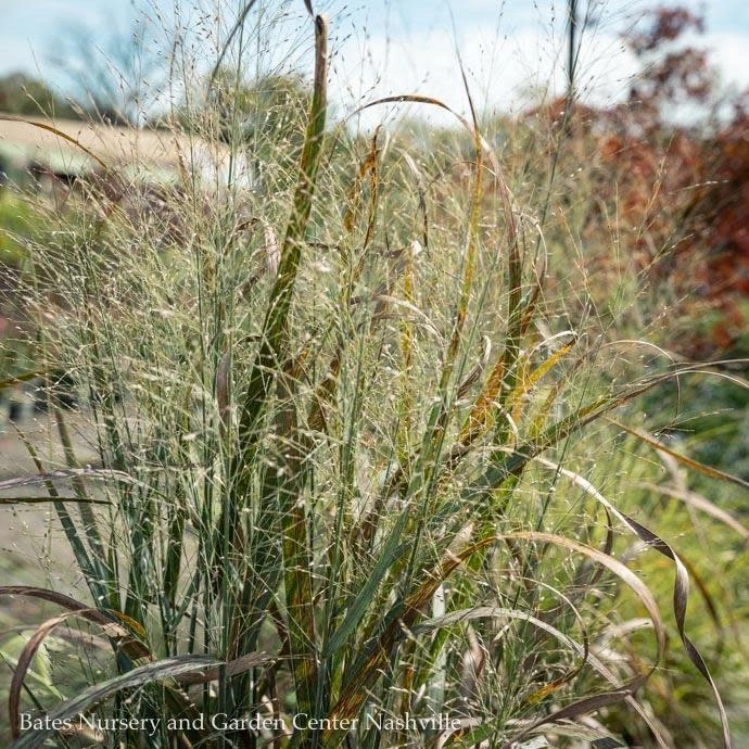 #3 Grass Panicum Virg Thundercloud/ Switch Native (TN) 3 #3 Grass Panicum Virg Thundercloud/ Switch Native (TN)