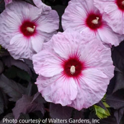 #3 Hibiscus Mosc Dark Mystery/ White With Red Eye, Dark Leaves Hardy Native (TN)