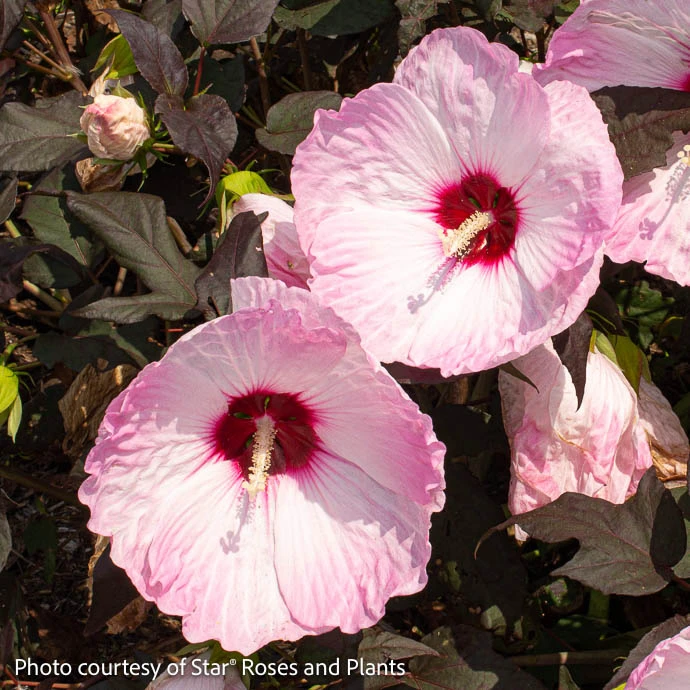 #3 Hibiscus Mosc Head Over Heels 'Blush'/Compact Pale Pink W/ Burgundy Eye Hardy Native (TN) 4 #3 Hibiscus Mosc Head Over Heels 'Blush'/Compact Pale Pink W/ Burgundy Eye Hardy Native (TN) - Image 2
