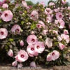 #3 Hibiscus Mosc Head Over Heels 'Blush'/Compact Pale Pink W/ Burgundy Eye Hardy Native (TN) 1 #3 Hibiscus Mosc Head Over Heels 'Blush'/Compact Pale Pink W/ Burgundy Eye Hardy Native (TN) -ANZ Trees Shop 3 hibiscus mosc head over heels blush compact pale