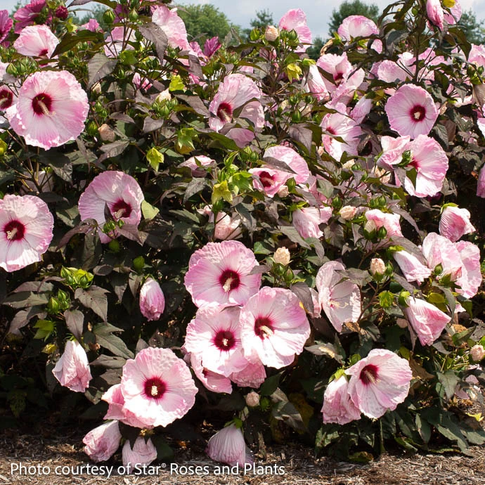 #3 Hibiscus Mosc Head Over Heels 'Blush'/Compact Pale Pink W/ Burgundy Eye Hardy Native (TN) 3 #3 Hibiscus Mosc Head Over Heels 'Blush'/Compact Pale Pink W/ Burgundy Eye Hardy Native (TN)