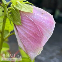 #3 Hibiscus Moscheutos/ Hardy Swamp Mallow Native (TN)