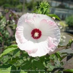 #3 Hibiscus X PW Summerific 'Ballet Slippers'/ White With Pink Hardy