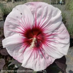 #3 Hibiscus X PW Summerific 'Perfect Storm'/ Compact White With Pink Hardy