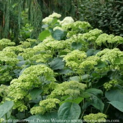 #3 Hydrangea Arb PW Invincibelle Sublime/ Smooth Green (Annabelle Type) Native (TN) 5 #3 Hydrangea Arb PW Invincibelle Sublime/ Smooth Green (Annabelle Type) Native (TN) -ANZ Trees Shop 3 hydrangea arb pw invincibelle sublime smooth gre 1