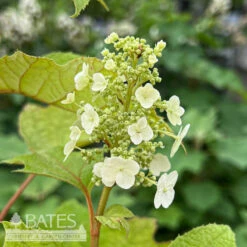 #3 Hydrangea Quer Snow Queen/ Oakleaf Native (TN) -ANZ Trees Shop 3 hydrangea quer snow queen oakleaf native tn 1
