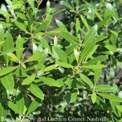 #3 Ilex Glabra PW Gem Box/ Inkberry Holly (female) Native (TN) -ANZ Trees Shop 3 ilex glabra pw gem box inkberry holly female nat 1