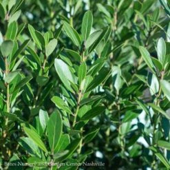 #3 Ilex Glabra PW Strongbox/ Inkberry Holly (female) Native (TN)
