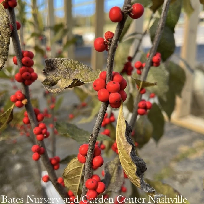#3 Ilex Vert AB Winter Red/ Deciduous Winterberry Holly (female) Native (TN) 4 #3 Ilex Vert AB Winter Red/ Deciduous Winterberry Holly (female) Native (TN) - Image 2