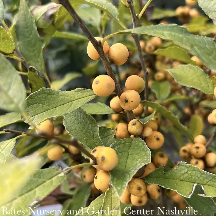 #3 Ilex Vert Berry Heavy Gold/ Deciduous Winterberry Holly (female) Native (TN) 4 #3 Ilex Vert Berry Heavy Gold/ Deciduous Winterberry Holly (female) Native (TN) - Image 2