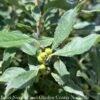 #3 Ilex Vert Little Goblin Red/ Deciduous Winterberry Holly (female) Native (TN) 2 #3 Ilex Vert Little Goblin Red/ Deciduous Winterberry Holly (female) Native (TN) -ANZ Trees Shop 3 ilex vert little goblin red deciduous winterberr