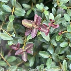 #3 Ilex Vom Condeaux 'Bordeaux'/ Dwarf Yaupon Holly (male) Native (TN)