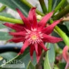 #3 Illicium Flor X Mex Scorpio/ Anise, Star Flower -ANZ Trees Shop 3 illicium flor x mex scorpio anise star flower