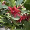 #3 Illicium Floridanum SL 'Miss Scarlett'/ Flowering Anise Native (R) -ANZ Trees Shop 3 illicium floridanum sl miss scarlett flowering a