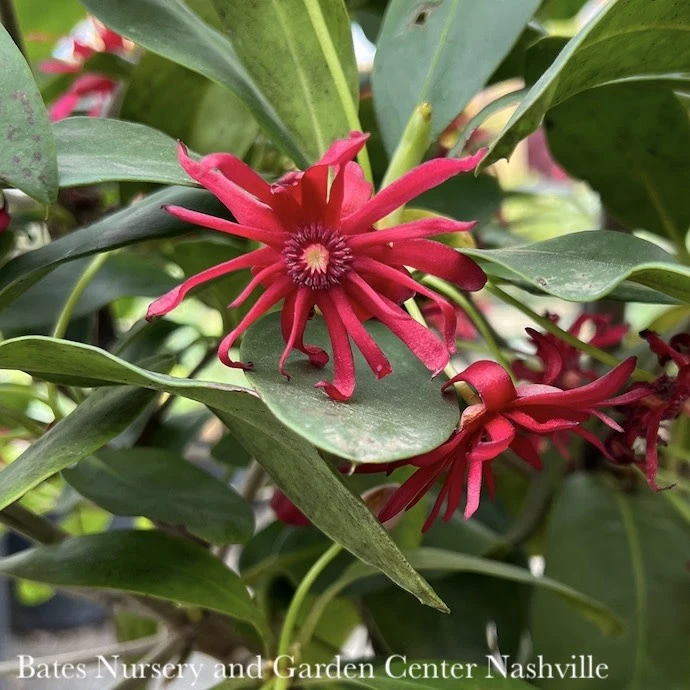 #3 Illicium Floridanum SL 'Miss Scarlett'/ Flowering Anise Native (R) 3 #3 Illicium Floridanum SL 'Miss Scarlett'/ Flowering Anise Native (R)