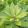 #3 Illicium Parv FE Banana Appeal/ Anise Native (TN) 1 #3 Illicium Parv FE Banana Appeal/ Anise Native (TN) -ANZ Trees Shop 3 illicium parv fe banana appeal anise native tn
