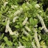 #3 Itea Virginica Henry's Garnet/ Virginia Sweetspire Native (TN) 2 #3 Itea Virginica Henry's Garnet/ Virginia Sweetspire Native (TN) -ANZ Trees Shop 3 itea virginica henrys garnet virginia sweetspire