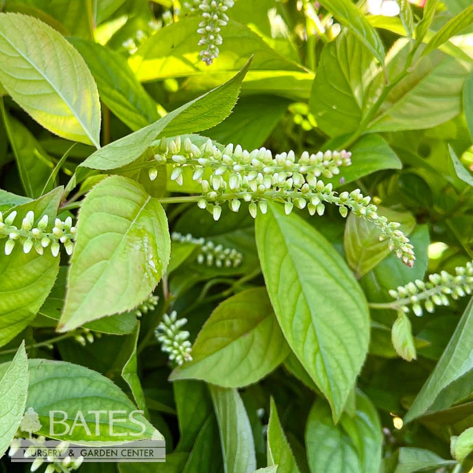 #3 Itea Virginica Love Child/ Virginia Sweetspire Native (TN) 3 #3 Itea Virginica Love Child/ Virginia Sweetspire Native (TN)