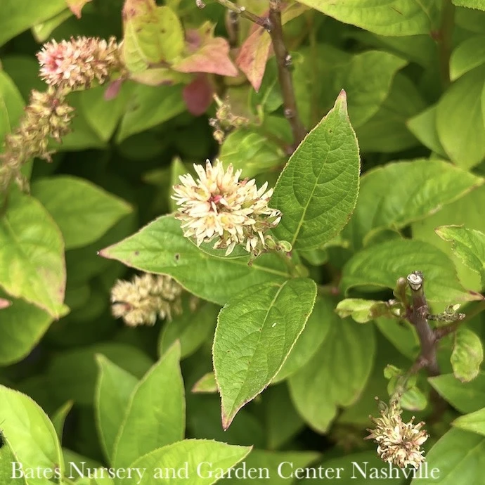 #3 Itea Virginica PW Fizzy Mizzy/ Dwarf Sweetspire Native (TN) 2 #3 Itea Virginica PW Fizzy Mizzy/ Dwarf Sweetspire Native (TN)