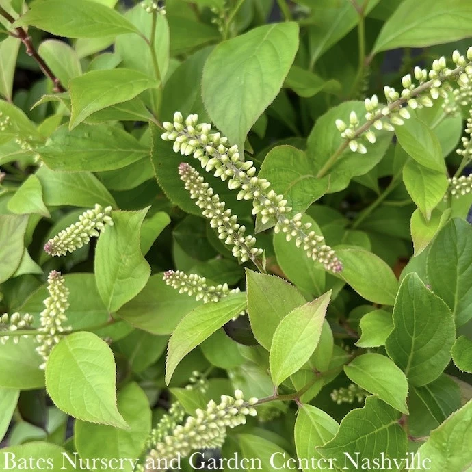 #3 Itea Virginica Short N' Sweet/ Virginia Sweetspire Native (TN) 3 #3 Itea Virginica Short N' Sweet/ Virginia Sweetspire Native (TN)