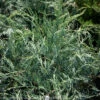 #3 Juniperus Virg Grey Owl/ Spreading Juniper Native (TN) -ANZ Trees Shop 3 juniperus virg grey owl spreading juniper native