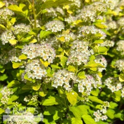 #3 Physocarpus Opulfolius FE Lucky Devil/ Yellow Ninebark Native (TN)