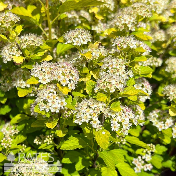 #3 Physocarpus Opulfolius FE Lucky Devil/ Yellow Ninebark Native (TN) 3 #3 Physocarpus Opulfolius FE Lucky Devil/ Yellow Ninebark Native (TN)