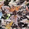 #3 Physocarpus Opulifolius Panther/ Ninebark Native (TN) -ANZ Trees Shop 3 physocarpus opulifolius panther ninebark native