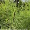 #3 Pinus Taeda/ Loblolly Pine Native (TN) - No Warranty -ANZ Trees Shop 3 pinus taeda loblolly pine native tn no warranty