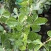 #3 Rhus Aro Gro-Low/ Fragrant Sumac Native (TN) 2 #3 Rhus Aro Gro-Low/ Fragrant Sumac Native (TN) -ANZ Trees Shop 3 rhus aro gro low fragrant sumac native tn